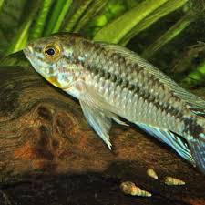 Ciclido Apistogramma Commbrae