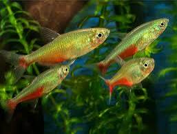 Tetra Federal