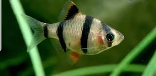 Barbus Tetrazona 3cm