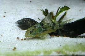 Corydora Paleatus