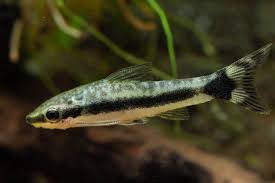 Otocinclus Rayado Limpiador