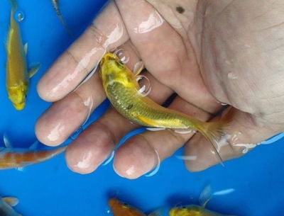 Carpa Koi Nacional 6cm