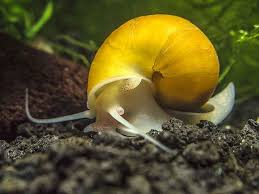 Caracol Manzana Limpiador