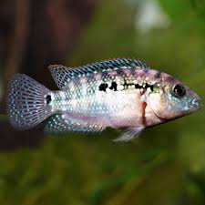 Jack Dempsey Americano 4cm