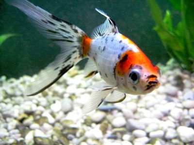 Carassius Shubunkin 6cm