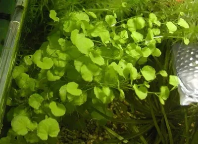 Cardamine Lyrata x5