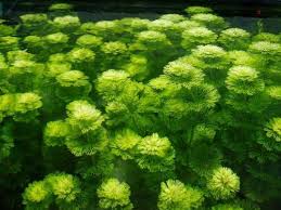 Ambulia Sessiliflora x3