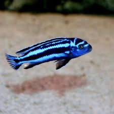 Maingano Pseudotropheus Cyaneorhabdos Africano 5cm