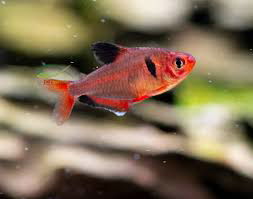 Tetra Serpae 