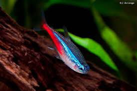 Tetra Neon Inessi 2cm