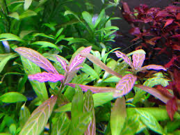 Hygrophila polisperma rosanervig x2