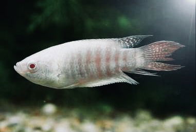 Macropodus Paraiso Albino