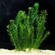 Elodea 5/6tallos Acuario/Estanque
