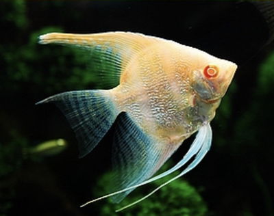 Escalar Perlado Albino 4cm