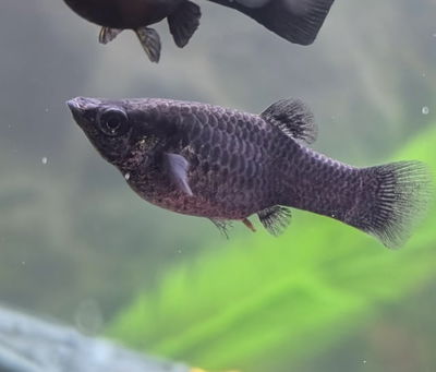 Molly Negro