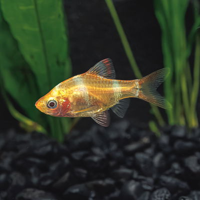 Barbus Tigre Albino 