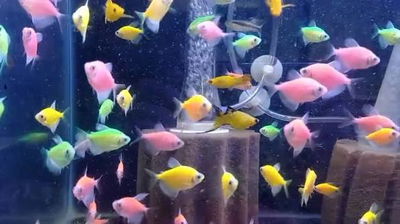 Tetra Monjita Bee Fluor Surtida