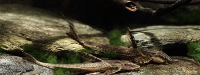 Rynoloricaria Lanceolata