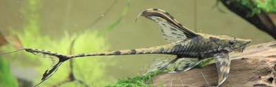 Sturisoma Latigo 10cm