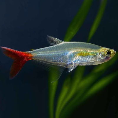 Tetra Prionobrama Cristal