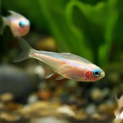 Tetra Neón Albino