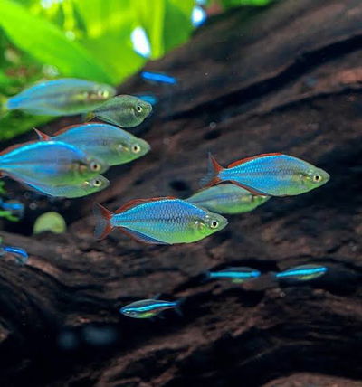 Melanotaenia Praecox