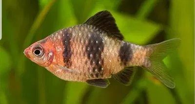 Barbus Nigrofasciatus