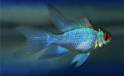 Ramirezzi Velifero Blue Electric