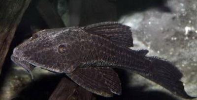 Pleco/Vieja Comun 4cm