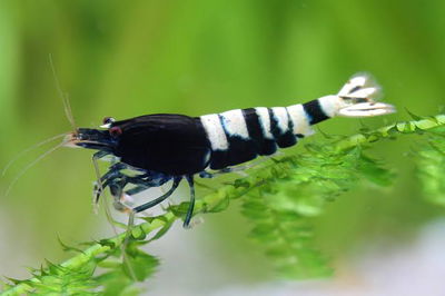 Caridina Black Mosura
