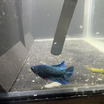 Betta Blue HMPK