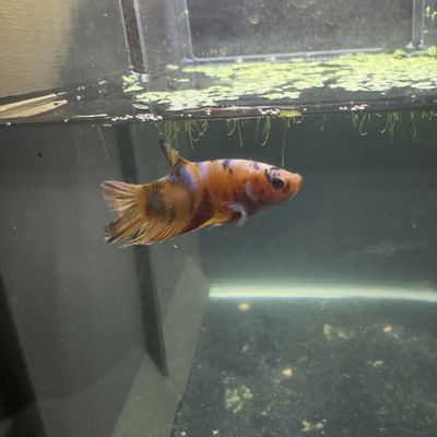 Betta Candy Nemo macho