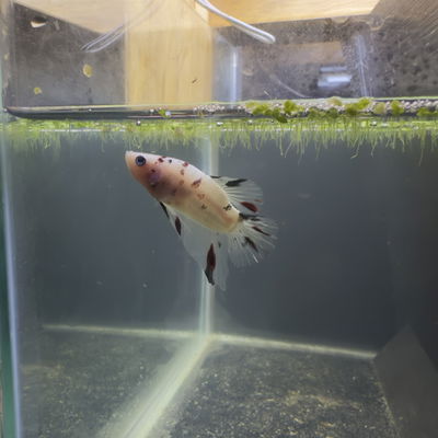 Betta Barongsai Multicolor macho