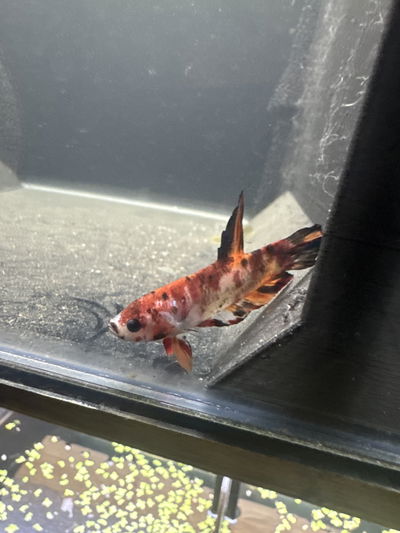 Betta Koi Galaxi macho – Gde