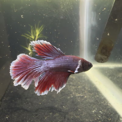 Betta Halfmoon Dumbo Lavender macho – Med