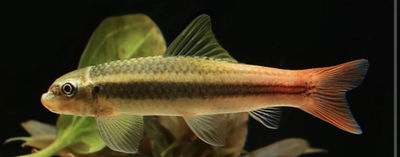 Comealgas Panitgovni 4cm