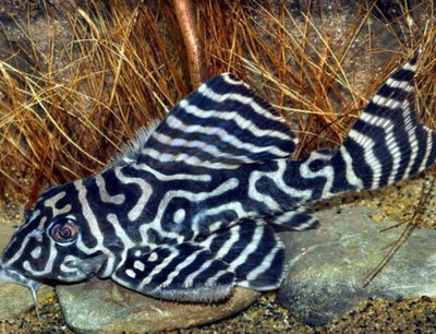 L333 Black And White (Hypancistrus sp. L333) — 6-8 cm