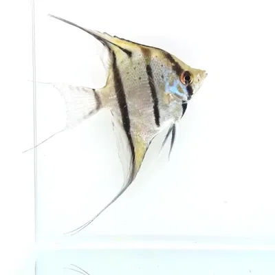 Scalar Altum Nanay Silver  — 8-9 cm