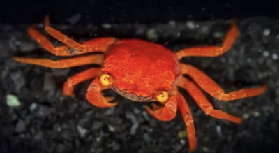 Cangrejo Tomato Vampire (Geosesarma species) — Med