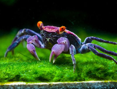 Cangrejo Lavender (Geosesarma species) — Med