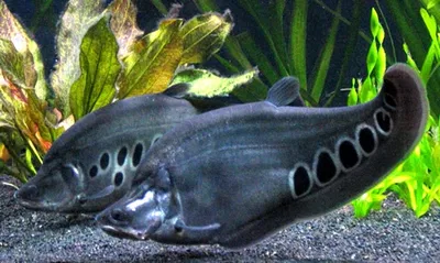 Cuchillo (Chitala chitala) 6-8 cm