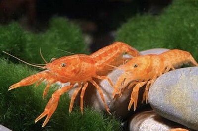 Langosta Orange Neon — 7 cm