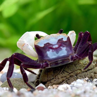 Cangrejo Rouxi (Geosesarma sp.) — Med