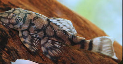 Ancystrus Reticulado Río Itenez L519 (Ancistrus sp. L519) 4 cm