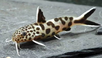 Synodontis Petricola 3.5-4 cm