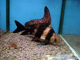 Botia Hi-Fin (Myxocyprinus asiaticus) 5-6 cm