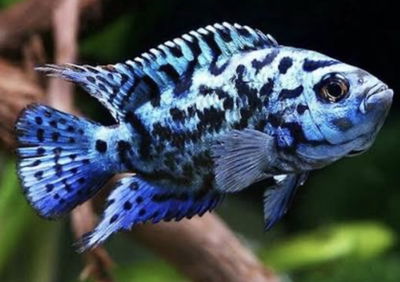 Electric blue jack dempsey 7cm