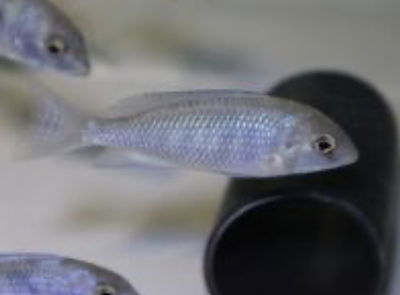 Delfin de malawi - Cyrtocara moorii 4-4.5 cm