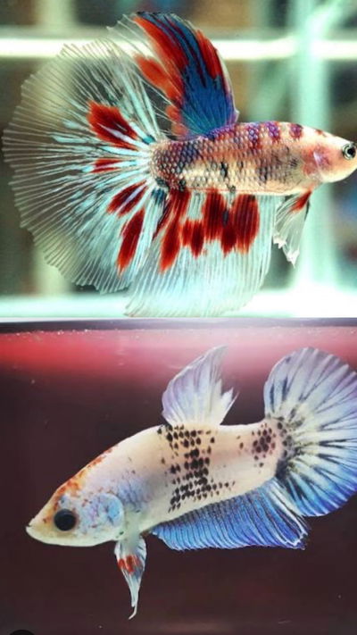 Betta fluo marmol Casal Med
