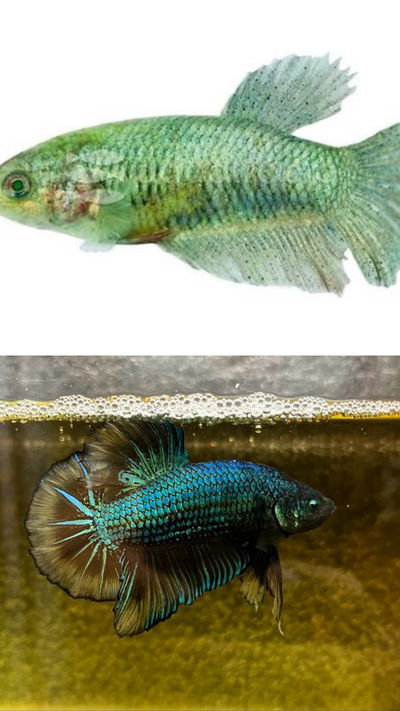 Betta Hulk Green Casal Med